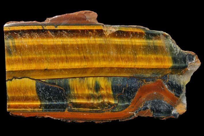 Polished Tiger's Eye Section - South Africa #128444